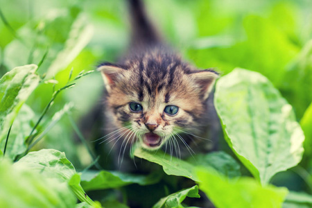 小喵猫, 在芭蕉上行走