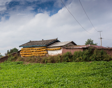 乡村景观与字段和房子