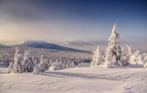 大雪的冬天景观与 snowcovered 树