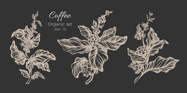 白咖啡树枝的矢量集。素描