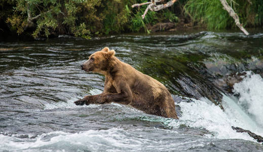 熊在水中运行