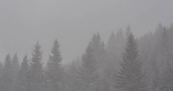 冬季风景与冷杉树在暴风雪, 12月