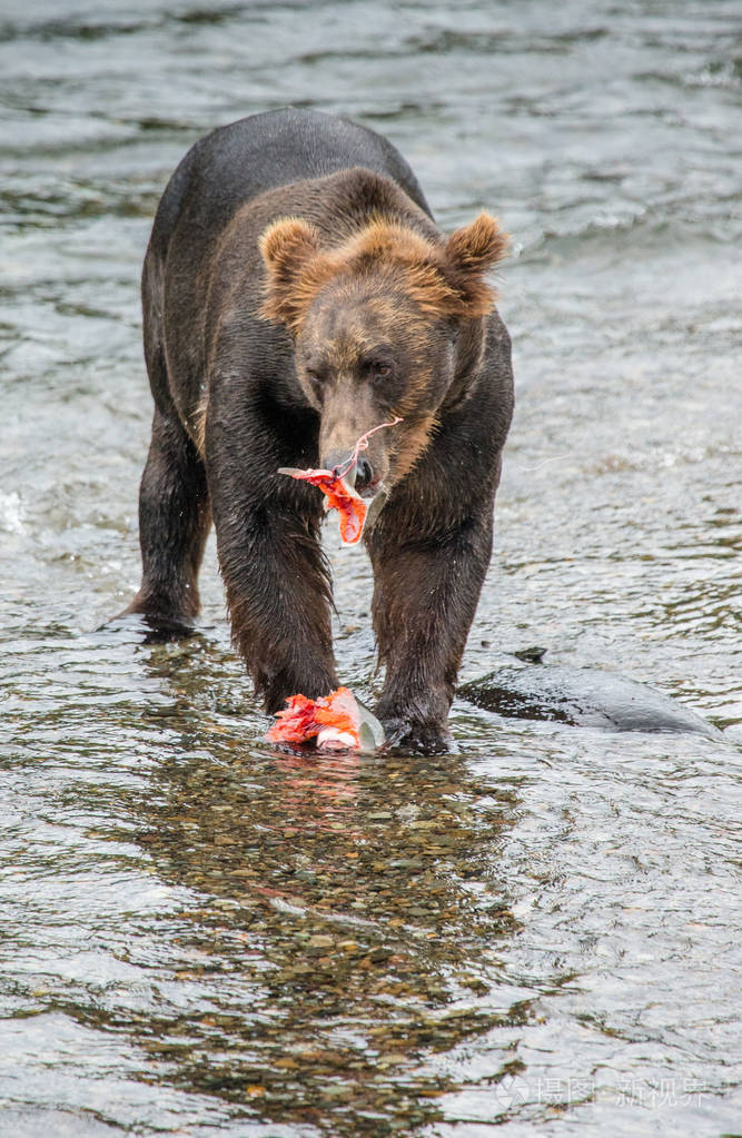 棕色的熊吃三文鱼