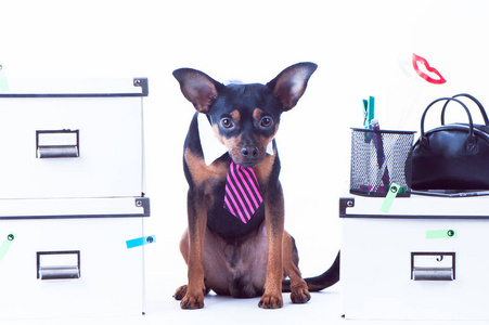 狗办公室的工作人员。一条领带的狗和办公室的白领