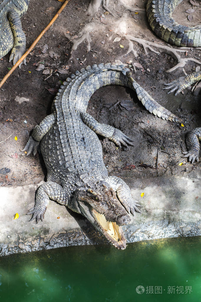 在动物园里的鳄鱼