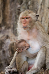 妈妈和的猴子,母乳喂养照片