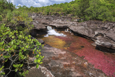 卡诺 Cristales 五色河, La 玛卡莲娜, 元, Colomb