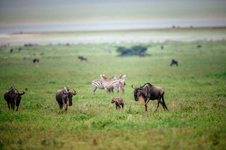 牛羚和斑马在绿色的田野