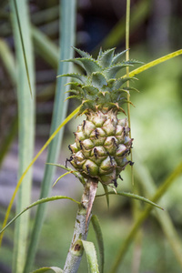 小菠萝的细节