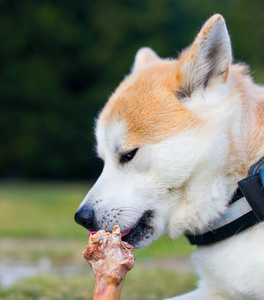 秋田犬狗吃大骨头照片