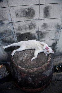 街头的野生猫科动物