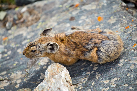 岩石上的兔啮齿动物图片
