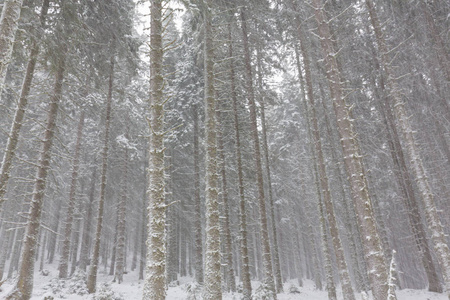 冬天大雪暴雪与旧木制平房在森林里，在 12 月的景色