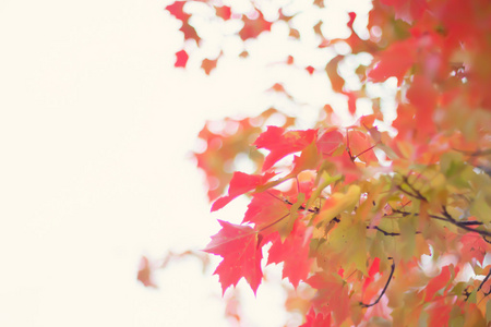 多彩的秋天树上的叶子