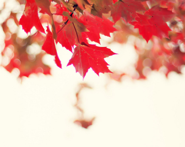 多彩的秋天树上的叶子