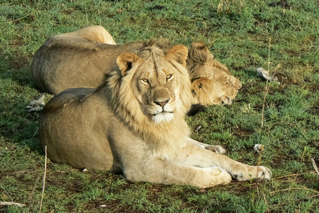 在坦桑尼亚的野生动物园狮子在大草原野生动物园肯尼亚照片