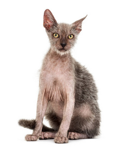 小猫 Lykoi, 3 月大, 也叫狼人猫