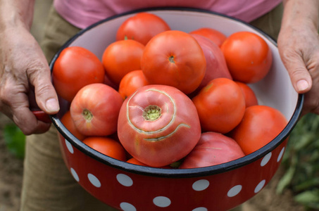 收获成熟的西红柿