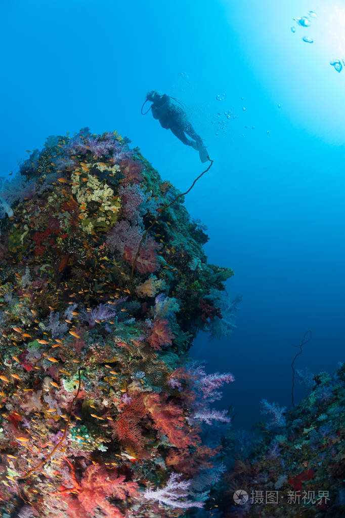 潜水员珊瑚生活苏丹矿井红海潜水探险游
