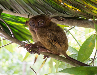 微笑着坐在一棵树，菲律宾保和岛上的可爱眼镜猴