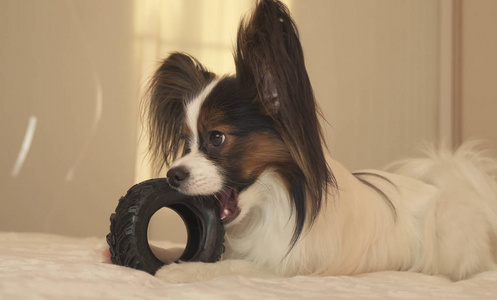 年轻的狗品种比大陆玩具猎犬啃橡胶轮胎一个有趣的轮胎更换