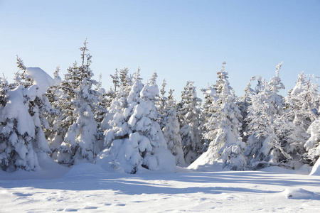 冬天的森林。雪覆盖云杉。乌拉尔景观