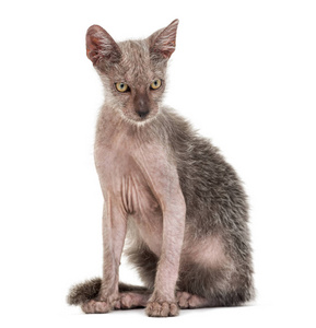 小猫 Lykoi, 3 月大, 也叫狼人猫