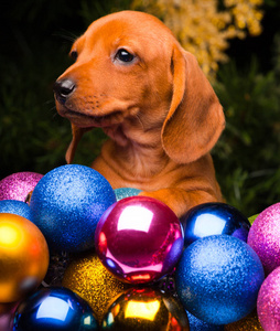 腊肠犬幼犬在新年的气氛图片