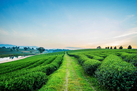 在泰国清莱茶种植园景观观日出日落