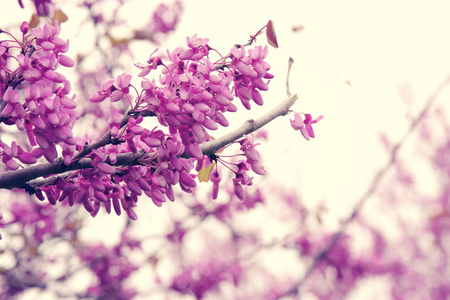 春天粉色樱花树的背景。选择性的焦点