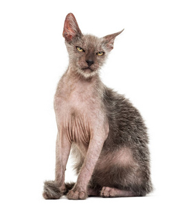 小猫 Lykoi, 3 月大, 也叫狼人猫