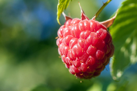 特写镜头的有机树莓种植。在水果成熟树莓