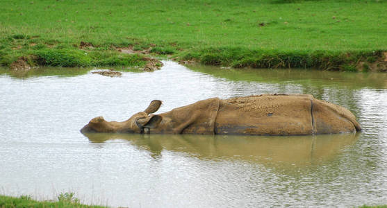 犀牛在水中打滚