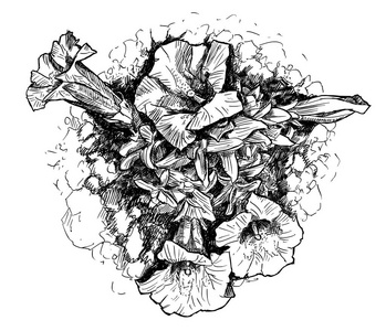 龙胆花的矢量手绘