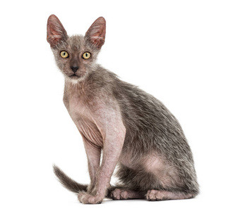 小猫 Lykoi, 3 月大, 也叫狼人猫