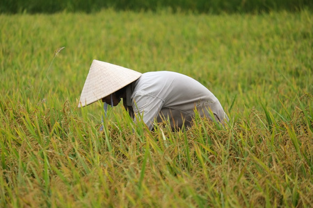 越南农民利用水稻有场