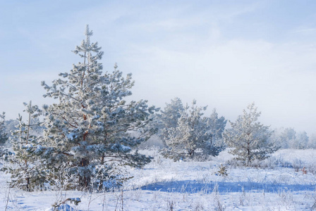 美丽的冬景, 一棵雪中的松树