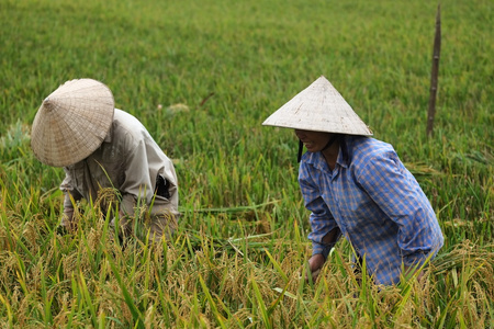 越南农民利用水稻有场