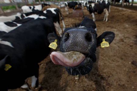 在农场里的牛。黑色和白色奶牛吃干草在马厩里