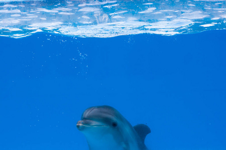 快乐的海豚，在海豚馆下蓝色水