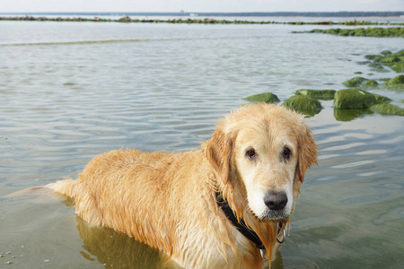 狗在海湾的水面上沐浴后湿了金色的猎犬