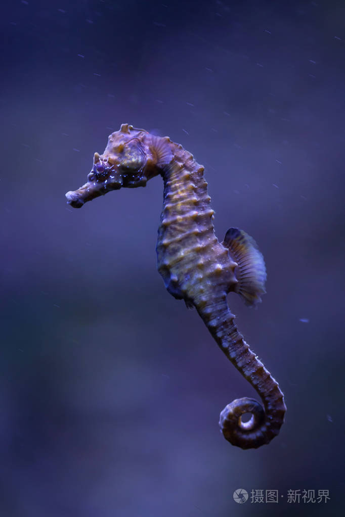 短鼻子海马(海马海马).