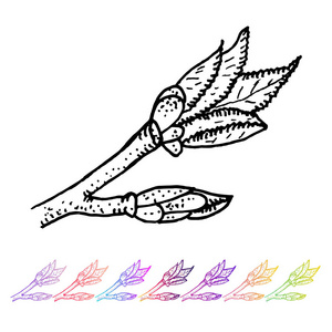 在植物设计中, 以叶黑色图案为载体的肾芽.手绘春园植物群.