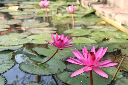 热带粉红莲花