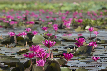 坤莲花泰国的帕瓦比湖