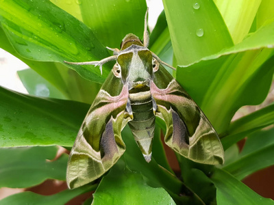 daphnis nerii 鹰蛾 在绿叶上眼鹰蛾是一种欧洲飞蛾科的飞蛾.