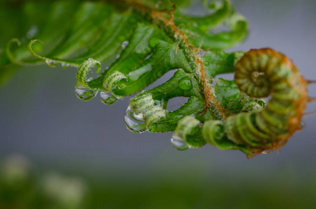 雨水落在一株蕨类植物
