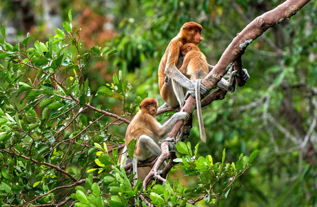 在自然栖息地的狮子的女性长鼻猴 鼻 larvatus。长鼻猴，称为 bekantan 在印度尼西亚。东南亚的婆罗洲岛的特有种