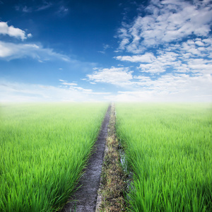 绿色稻田与天空和云