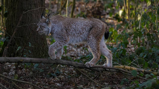 山猫在森林德国